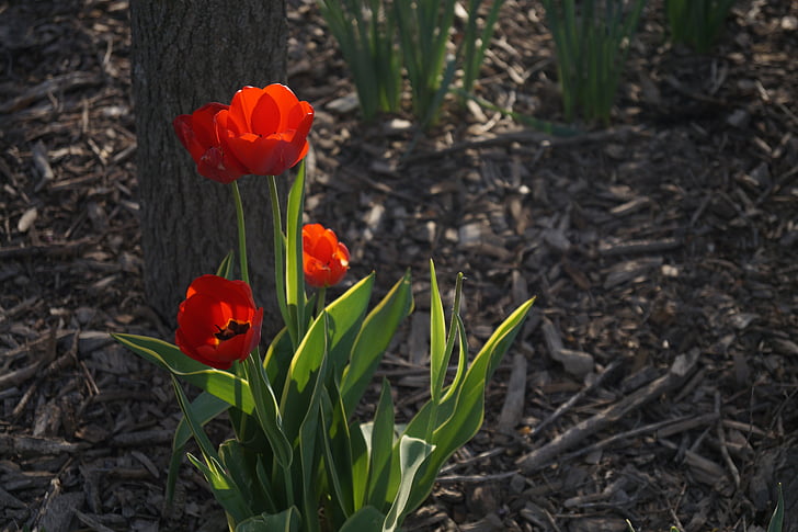 flower, red, tulip, floral, green, nature, bloom