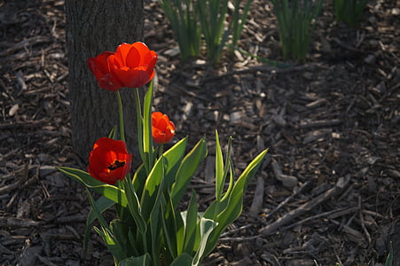 flor, vermelho, Tulipa, floral, verde, natureza, flor