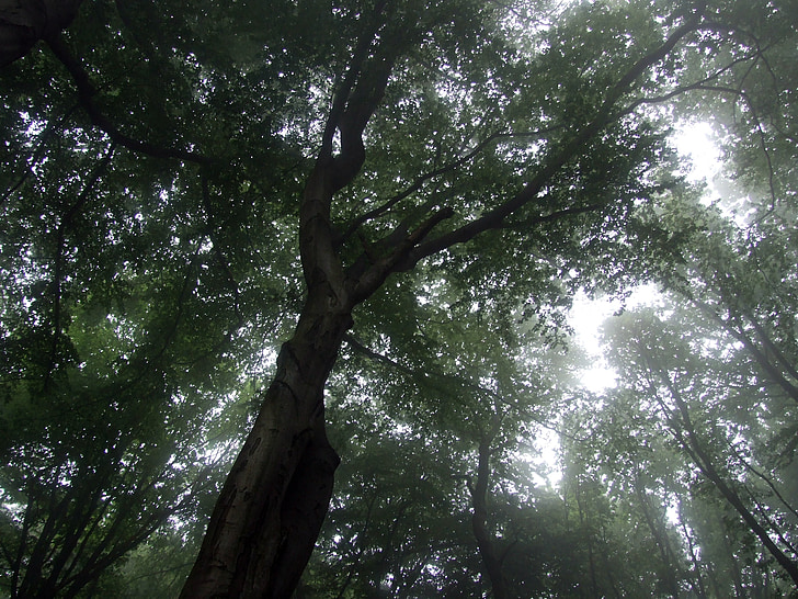дерево, туман, ліс
