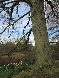 tree, spring, daffodils, nature, green, natural, season