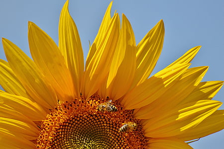 Sun flower, pszczoły, Latem, ogród, kwiat, Bloom, żółty