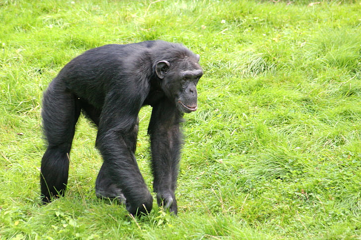 simpanse, monyet, kebun binatang, primata, hitam, bulu, Mamalia
