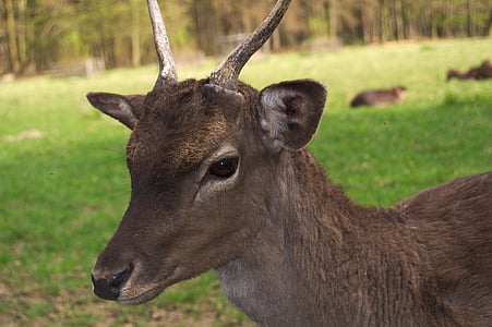 Roe deer, liar, mata, hewan, rusa muda, hewan hutan, alam