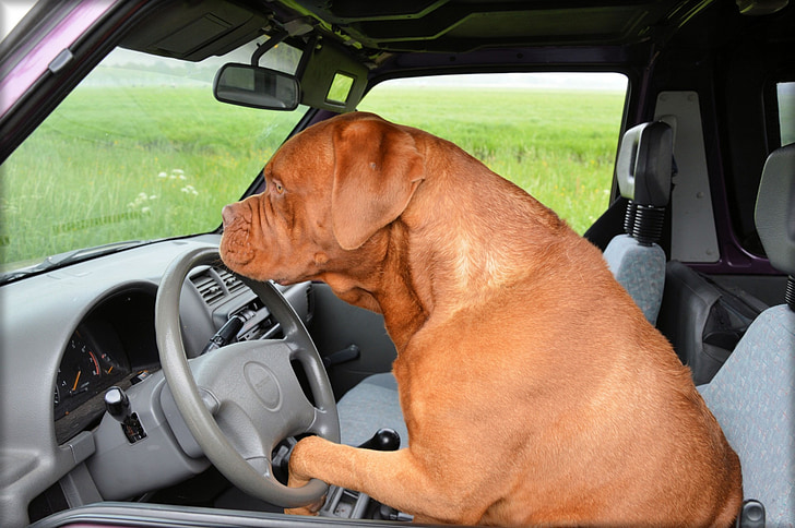 con chó, Dogue de bordeaux, vật nuôi, xe hơi, lái xe, chỉ đạo, giao thông vận tải
