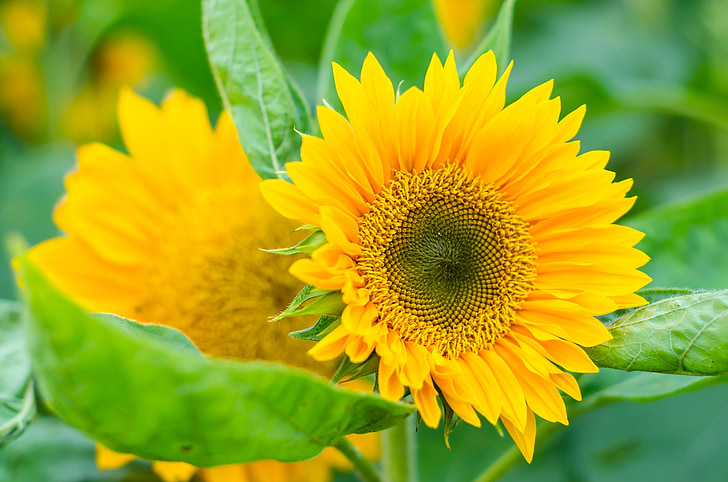 sunflower, yellow, plant