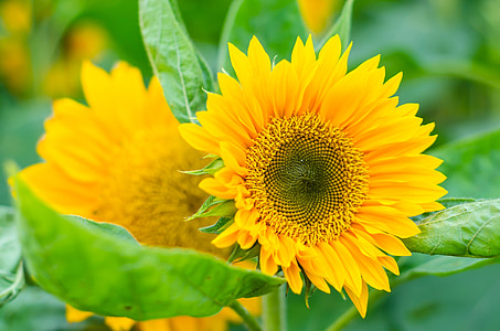 bunga matahari, kuning, tanaman