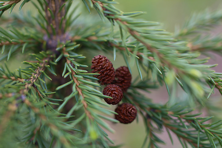 spruce, christmas tree, young, beautiful, cones