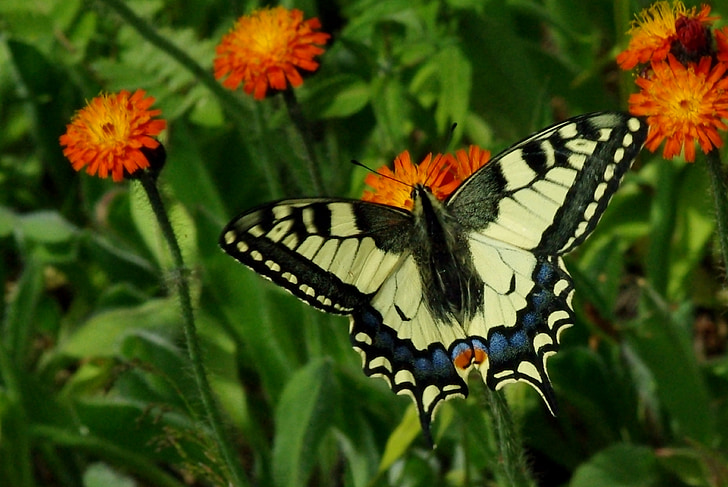 knight butterfly, flowers, summer