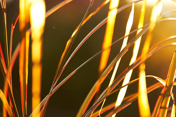 Grass, gelb, Exposition, Sonnenlicht, Sonnenuntergang, Hintergrund, abstrakt