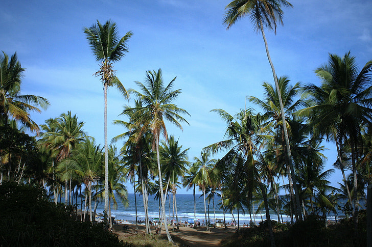 pludmale, Marts, kokosriekstu koki, māja, Bahia