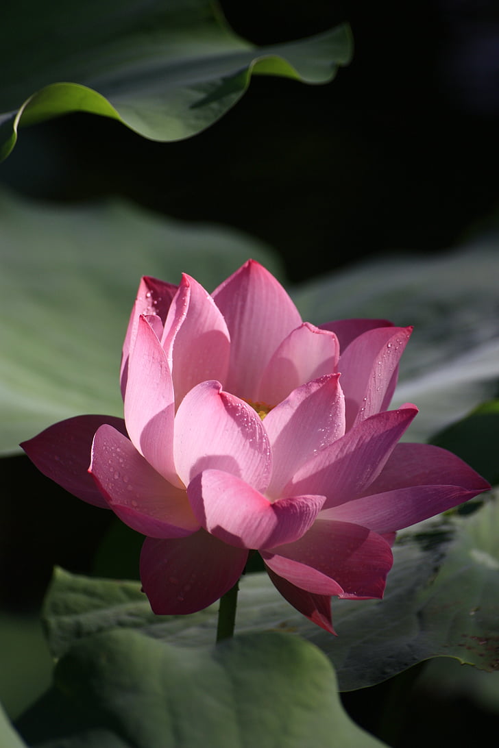 Lotus, roza, rdeča, rastlin, cvetje in rastline, budizem, Odprite