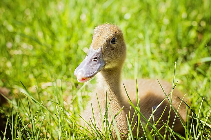 duckling, beak, laying, bird, grass