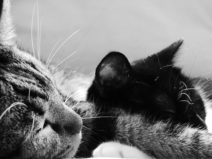 katės, juoda ir balta, miego, gyvūnų, augintiniai, naminė katė, miega