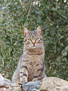 pisica, Housecat, urmărire, detaliu, tigrat, feline