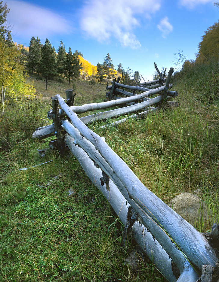 Aspen, staket, faller, landskap, Colorado, vacker natur, Woods