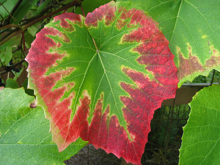 hojas de Parra, colores, otoño, jardín, verde, rojo