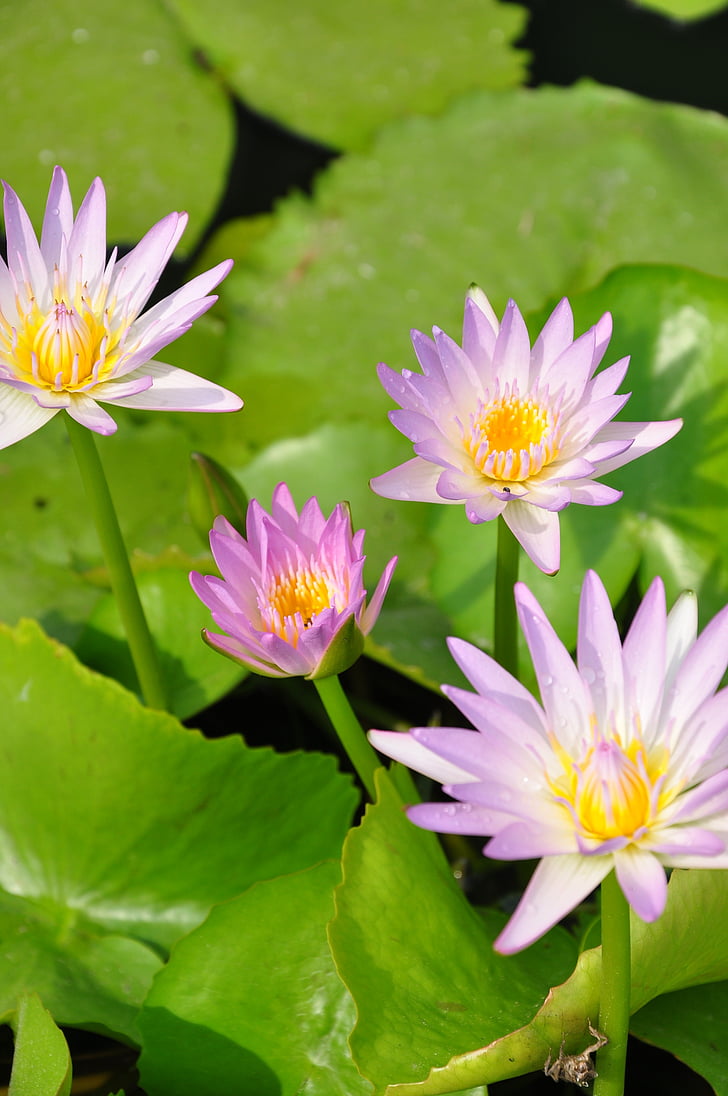 farge, Lotus, Thailand lotus, natur, vannlilje, anlegget, blomst