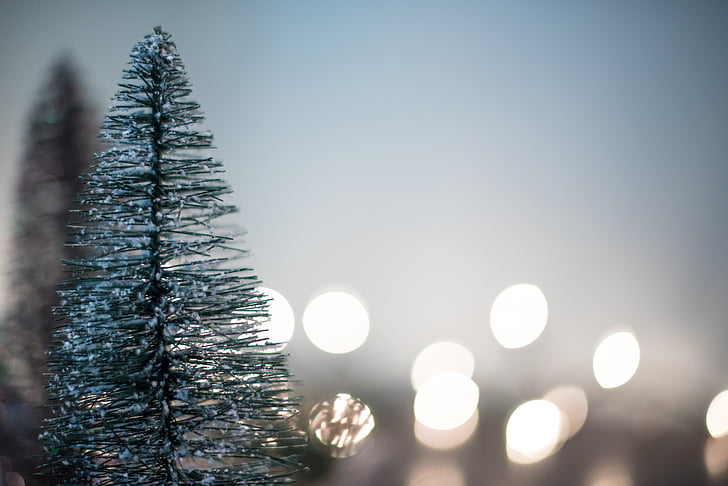 pine, tree, closeup, photo, christmas, bokeh, display