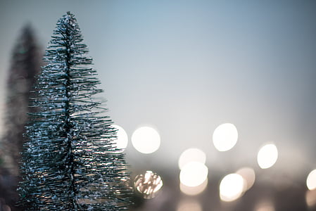 pino, albero, primo piano, Foto, Natale, bokeh, visualizzazione