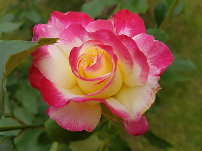 Rosa, flors, l'estiu, juliol
