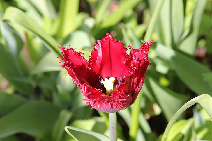 Tulip, floralia, blomst, forår