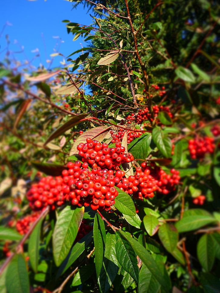 rowan, tree, nature, berry, rowanberry, red