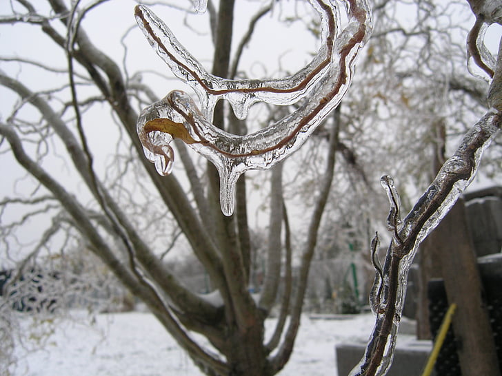 vetvička, ľad, mrazené pobočky, pobočka, strom, januára, kmeň