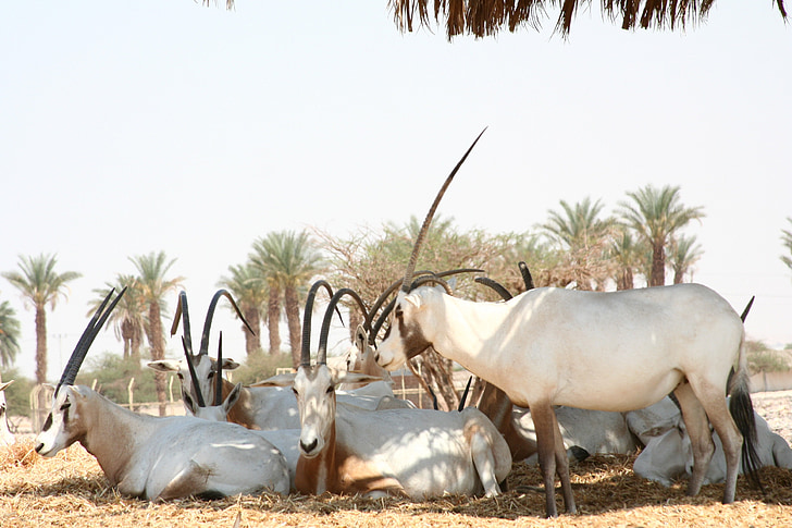 arabian oryx, antelope, wildlife, shade, nature, mammal, wild