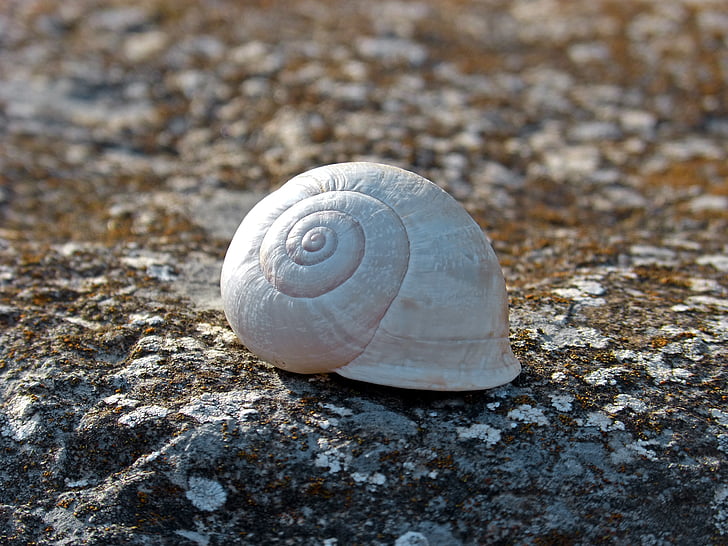 snail, spiral, stone, lichen, animal Shell, mollusk, animal