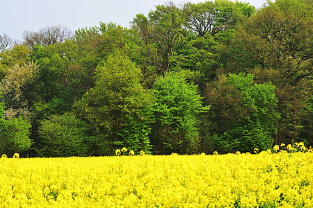 oilseed rape, tree, field, summer, sky, yellow, green