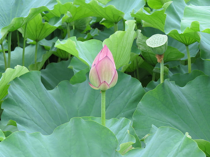 lill, looduslik, Lotus flower, roosa