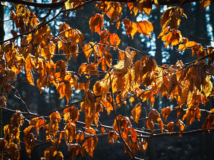listy, strom, pobočky, podzimní barvy, Příroda, krajina, padajícího listí