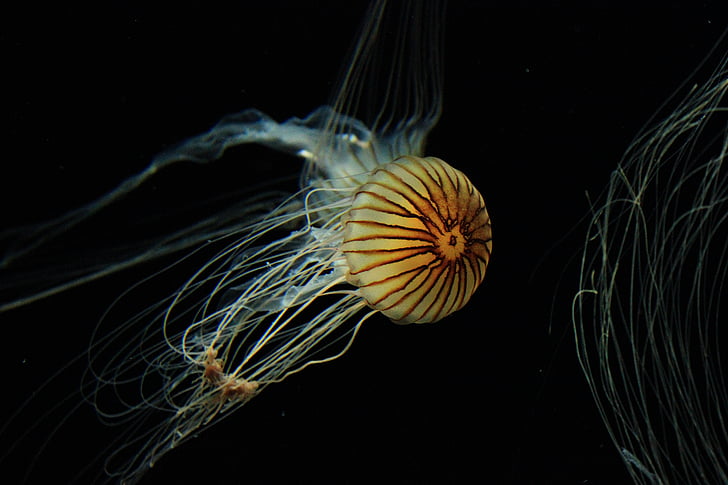 jellyfish, animal, medusa, cnidaria, nature, wild, marine