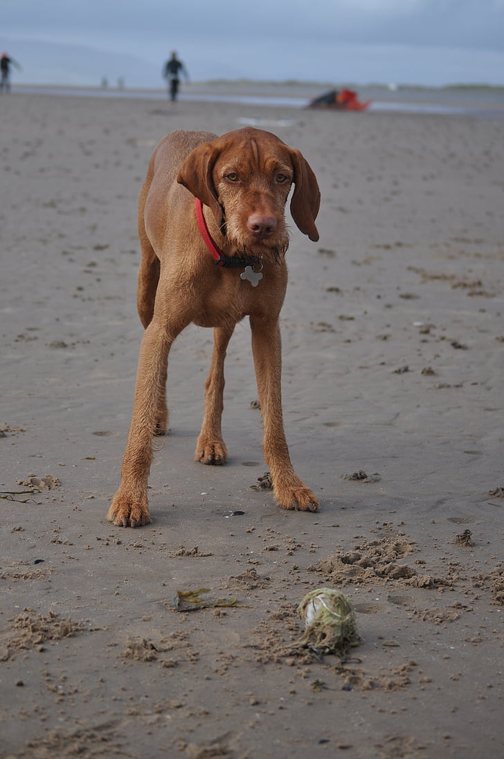 dog, animal, pet, beach, sand, toy, play