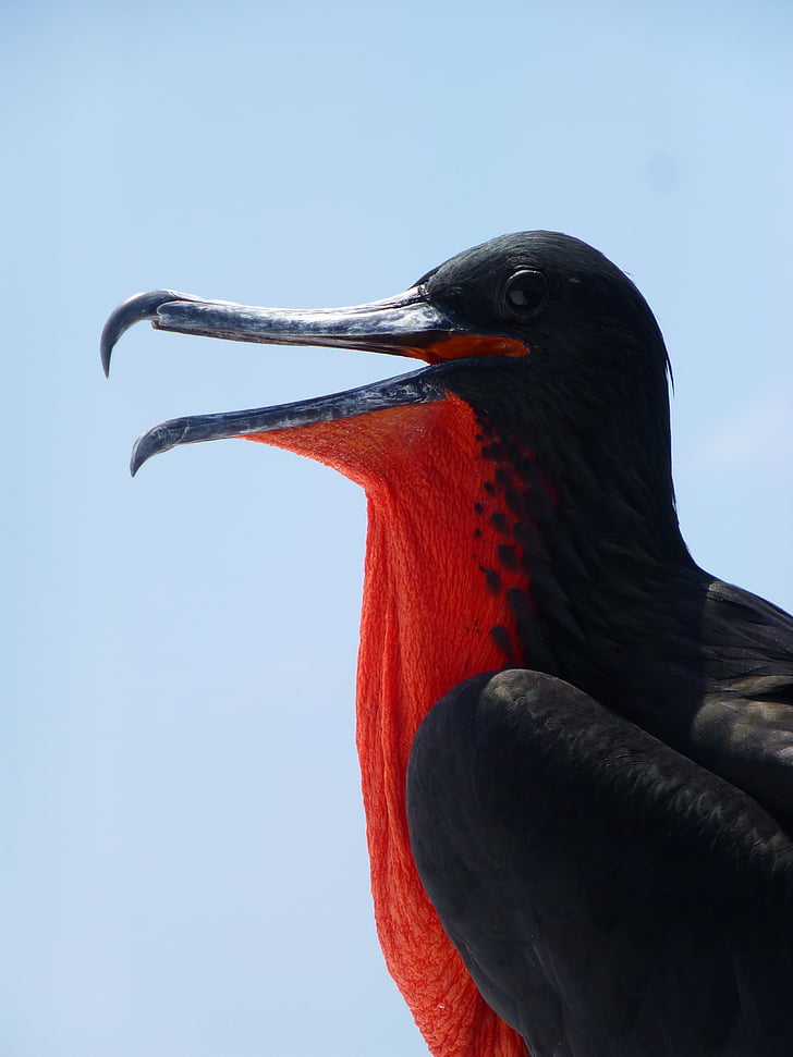 rød, sort, lang, næb, fugl, fregat fugl, Galapagos