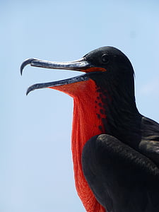 rdeča, črna, dolgo, kljun, ptica, Fregatni bird, Galapagos