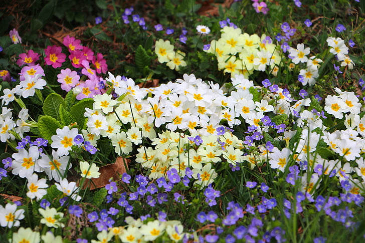 fiori, mare di fiori, Primrose, colorato, Colore