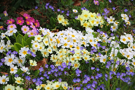 flowers, sea of flowers, primrose, colorful, color