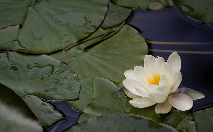 water lilies, nannufero, flower, pond