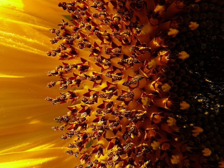 flor del sol, Inflorescencia, cesta de flores, flor de lengua, flores tubulares, Helianthus annuus, flor