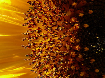 Sun flower, cụm hoa, Hoa Giỏ, lưỡi Hoa, hoa hình ống, Helianthus annuus, Hoa