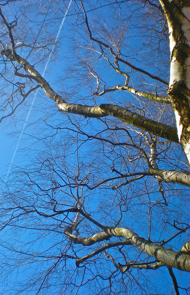 Birch, langit biru, musim panas