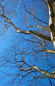 breza, modrá obloha, letné