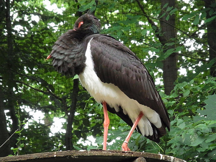 svart stork, Ciconia nigra, fågel, djur, ryggradsdjur, naturen, vilda djur