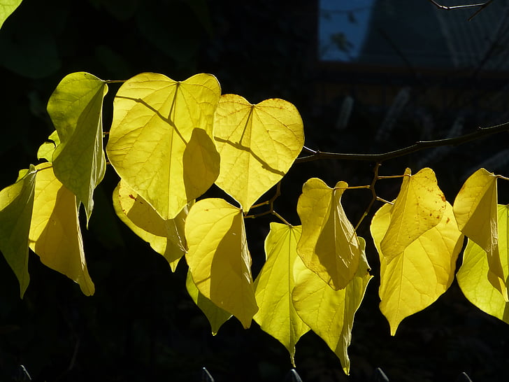 fall foliage, judas tree, yellow, back light, leaves, public record, autumn