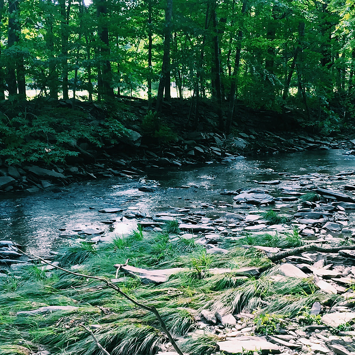 Creek, träd, vatten, naturen, Park, floden, skogen