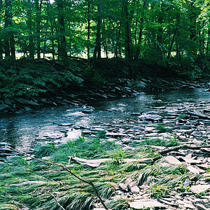 Creek, árboles, agua, naturaleza, Parque, Río, bosque