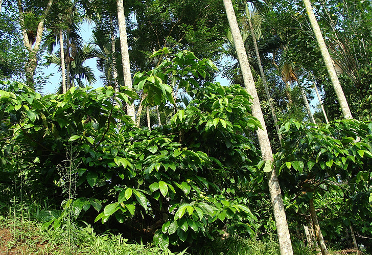 kávové plantáže, Kávovník robusta, arekové palmy, ammathi, Coorg, Indie