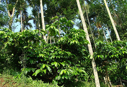 kávové plantáže, Coffea robusta, palmy Areca, ammathi, Coorg, India