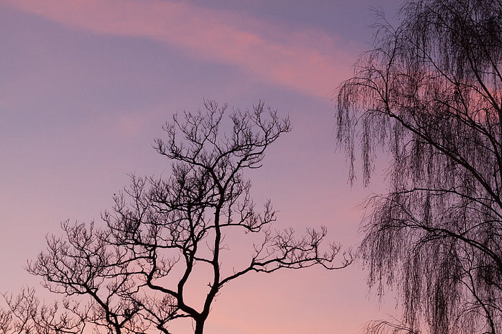arbre, Nuage, Sky, silhouette, bouleau, lumière du soir, nature